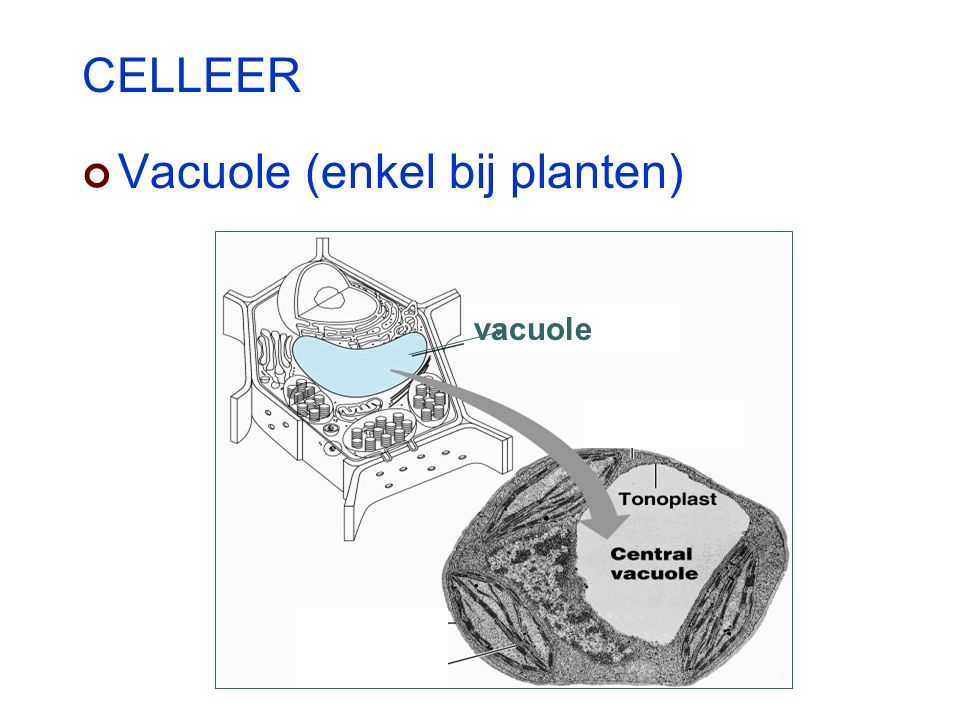 CELLEER Vacuole (enkel bij planten) vacuole