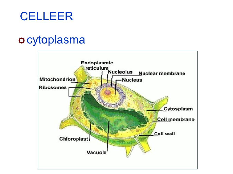 CELLEER cytoplasma