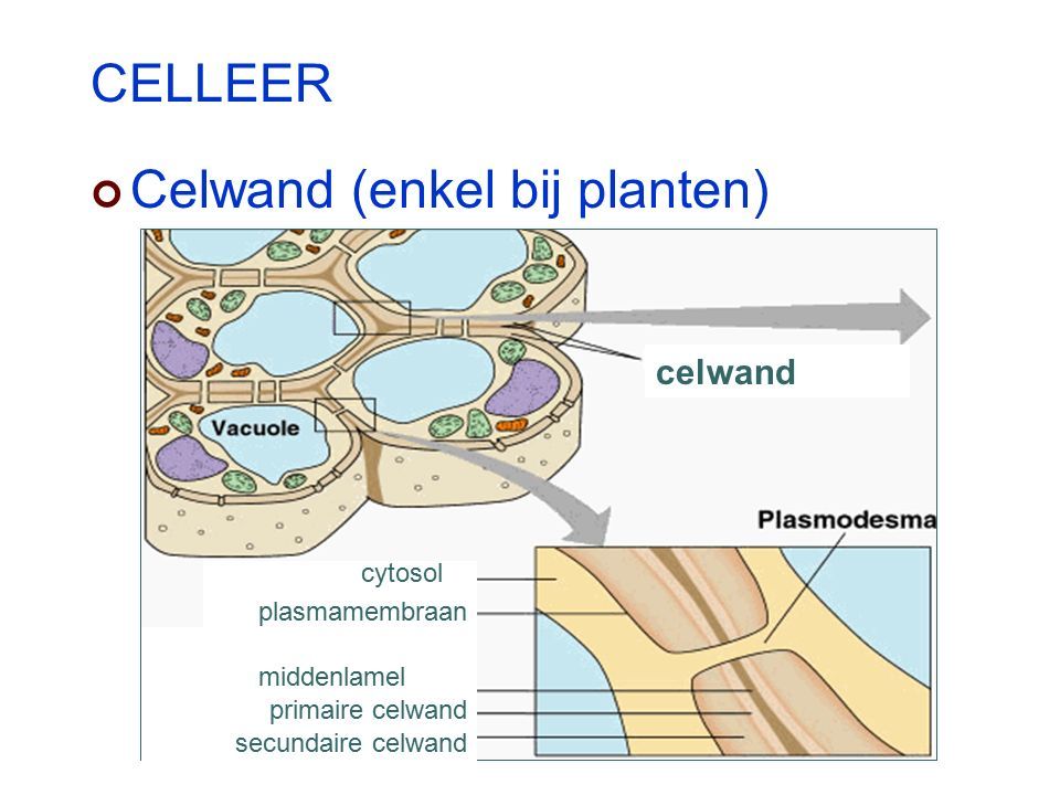 CELLEER Celwand (enkel bij planten) celwand cytosol plasmamembraan middenlamel primaire celwand secundaire celwand