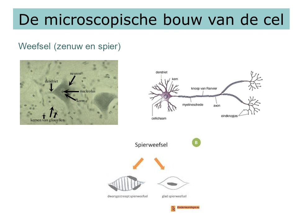 De microscopische bouw van de cel Weefsel (zenuw en spier)