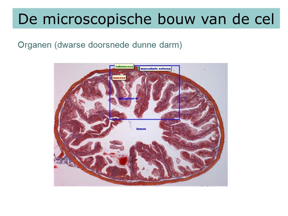 De microscopische bouw van de cel Organen (dwarse doorsnede dunne darm)