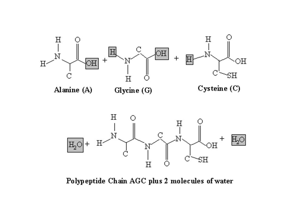 Полипептиды с азотной кислотой дают. Валин и цистеин реакция. Глицин цистеин. Аланин и цистеин реакция. Глицин полипептид.