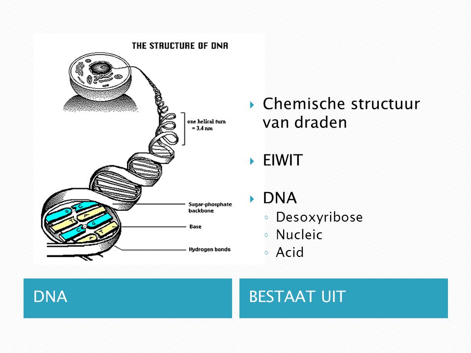 DNABESTAAT UIT  Chemische structuur van draden  EIWIT  DNA ◦ Desoxyribose ◦ Nucleic ◦ Acid