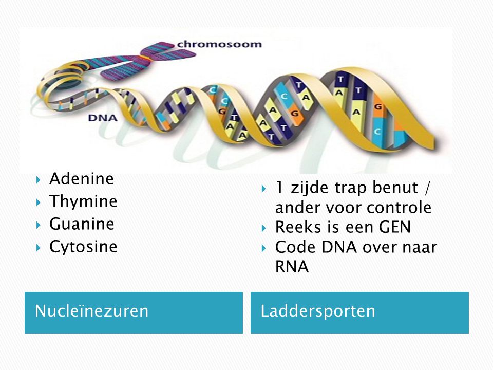 NucleïnezurenLaddersporten  Adenine  Thymine  Guanine  Cytosine  1 zijde trap benut / ander voor controle  Reeks is een GEN  Code DNA over naar RNA