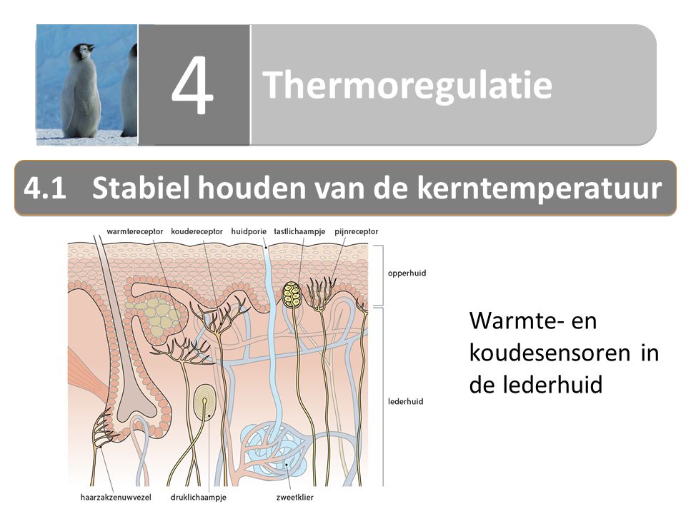 Thermoregulatie Stabiel houden van de kerntemperatuur Warmte- en koudesensoren in de lederhuid