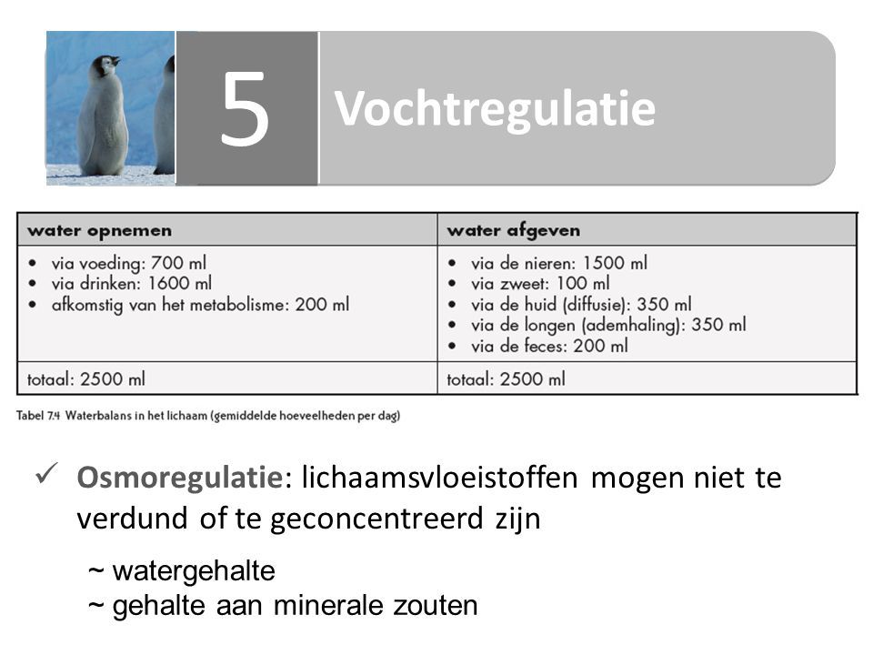 Vochtregulatie 5 5 Osmoregulatie: lichaamsvloeistoffen mogen niet te verdund of te geconcentreerd zijn ~ watergehalte ~ gehalte aan minerale zouten