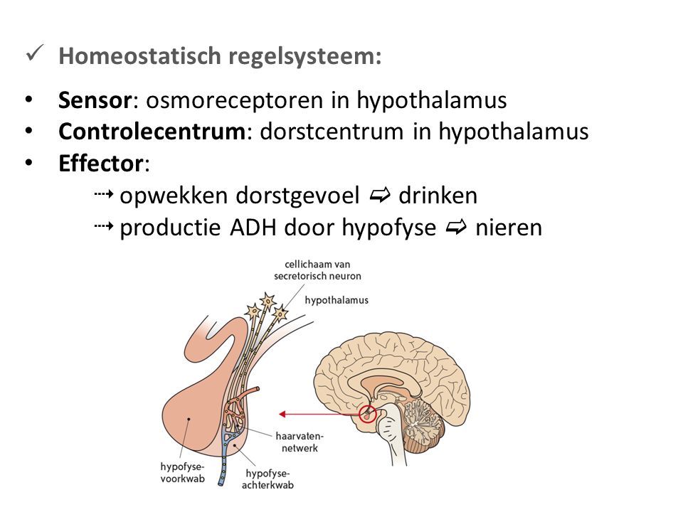 Homeostatisch regelsysteem: Sensor: osmoreceptoren in hypothalamus Controlecentrum: dorstcentrum in hypothalamus Effector:  opwekken dorstgevoel  drinken  productie ADH door hypofyse  nieren