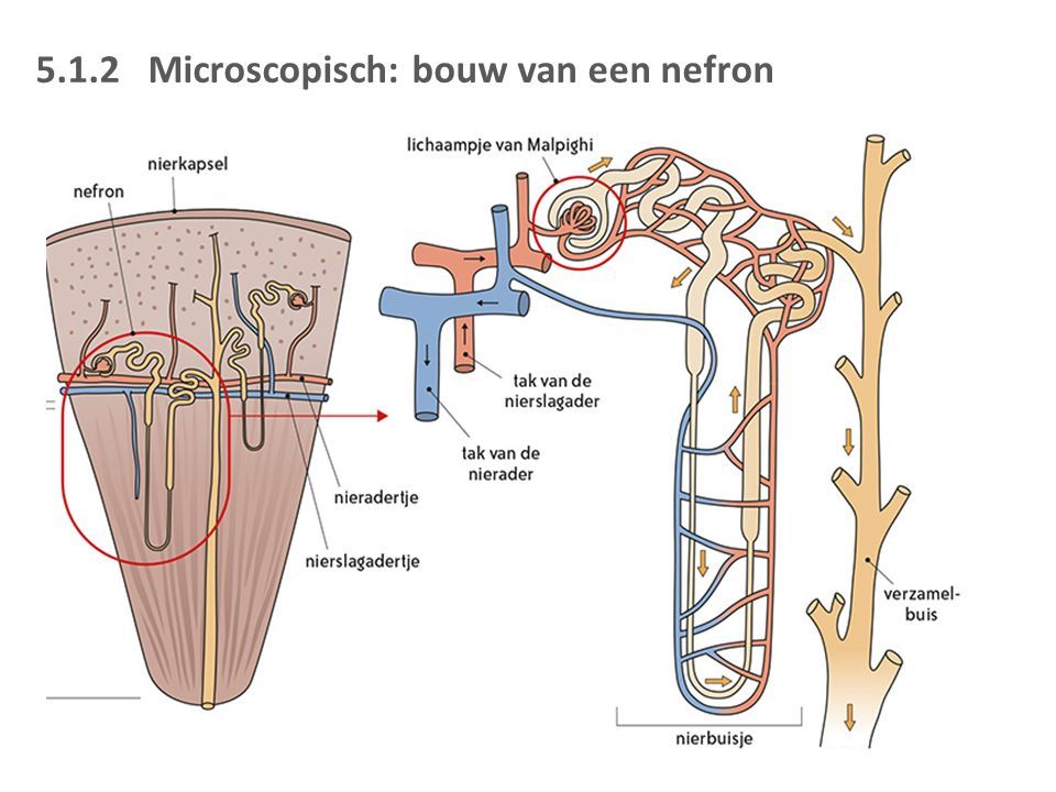 5.1.2 Microscopisch: bouw van een nefron