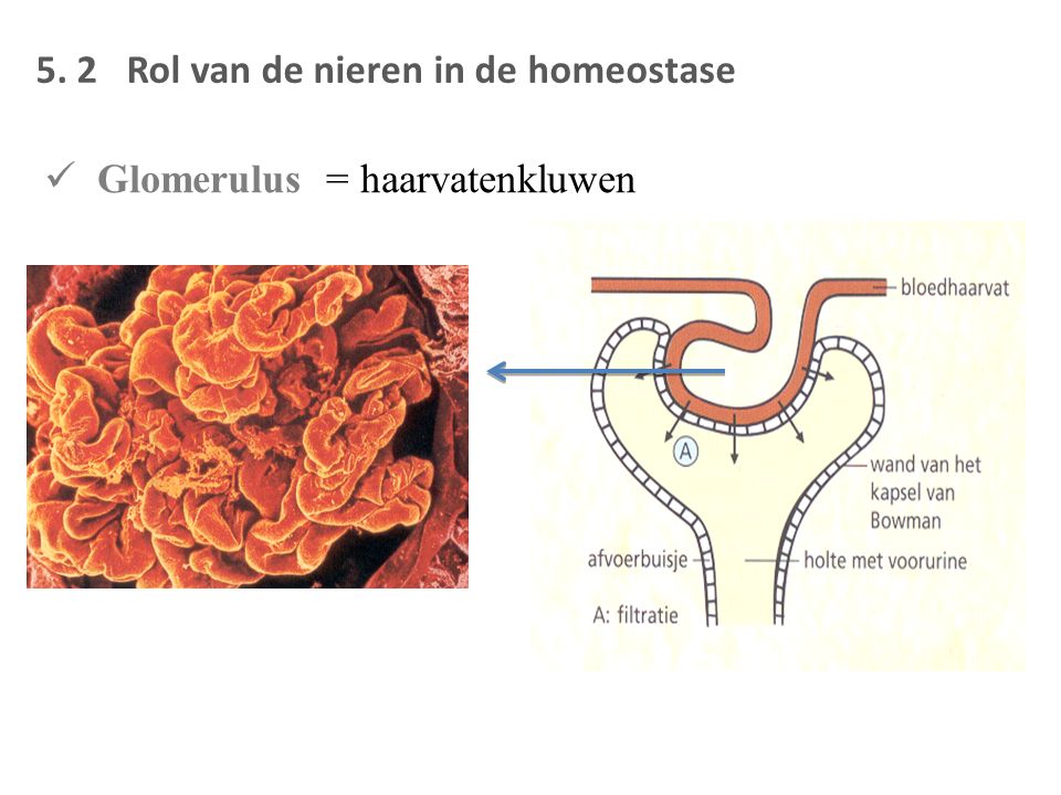 Glomerulus = haarvatenkluwen 5. 2 Rol van de nieren in de homeostase
