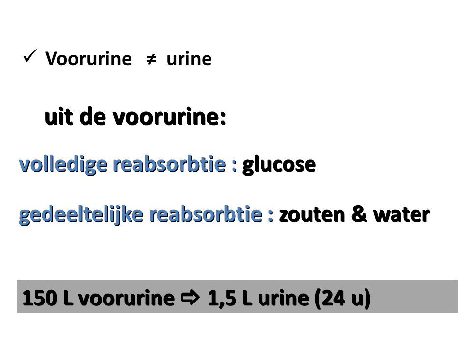 uit de voorurine: volledige reabsorbtie : glucose gedeeltelijke reabsorbtie : zouten & water 150 L voorurine  1,5 L urine (24 u) Voorurine ≠ urine