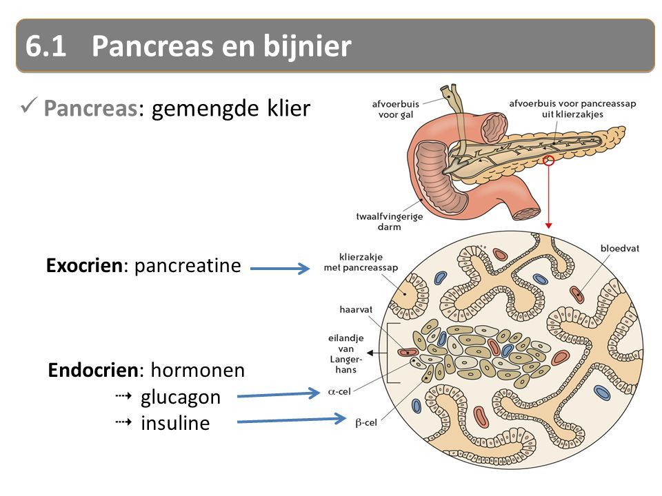 6.1Pancreas en bijnier Pancreas: gemengde klier Endocrien: hormonen  glucagon  insuline Exocrien: pancreatine