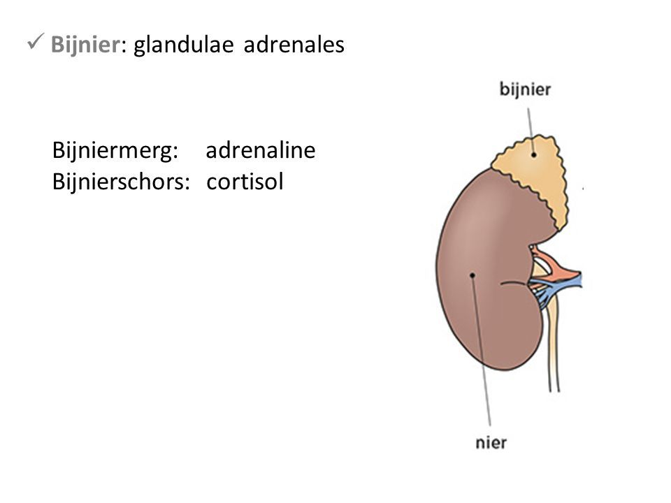 Bijnier: glandulae adrenales Bijniermerg: adrenaline Bijnierschors: cortisol