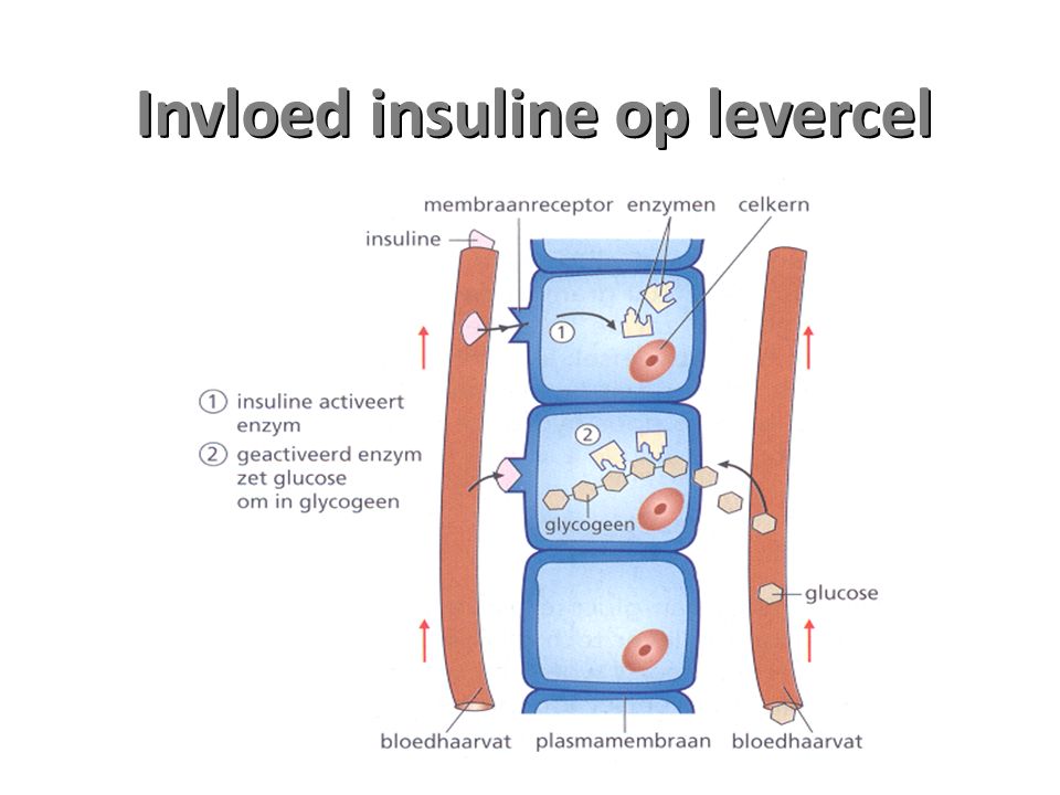 Invloed insuline op levercel