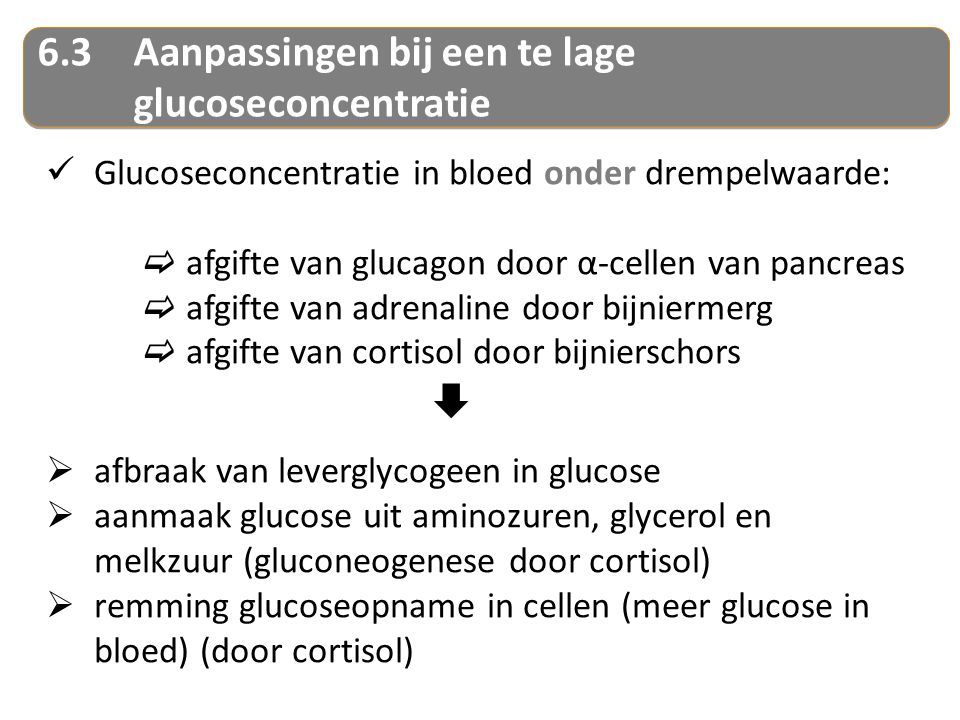 6.3Aanpassingen bij een te lage glucoseconcentratie Glucoseconcentratie in bloed onder drempelwaarde:  afgifte van glucagon door α-cellen van pancreas  afgifte van adrenaline door bijniermerg  afgifte van cortisol door bijnierschors   afbraak van leverglycogeen in glucose  aanmaak glucose uit aminozuren, glycerol en melkzuur (gluconeogenese door cortisol)  remming glucoseopname in cellen (meer glucose in bloed) (door cortisol)