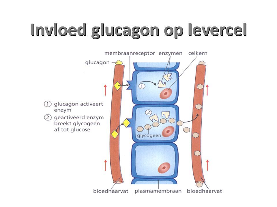 Invloed glucagon op levercel