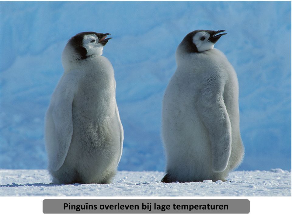 Pinguïns overleven bij lage temperaturen