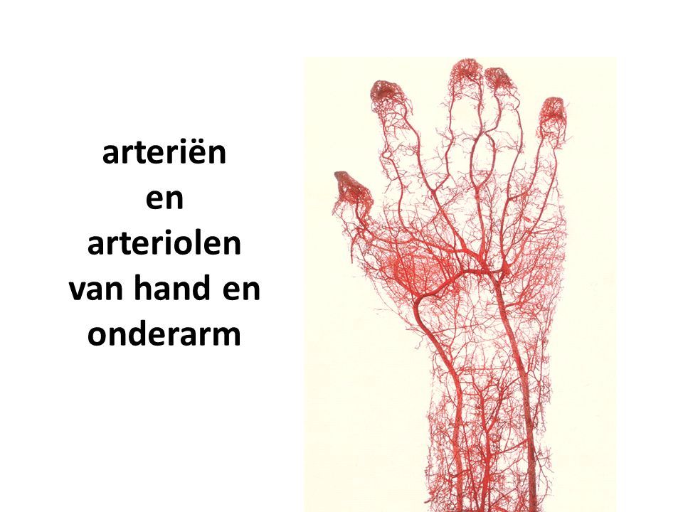 arteriën en arteriolen van hand en onderarm
