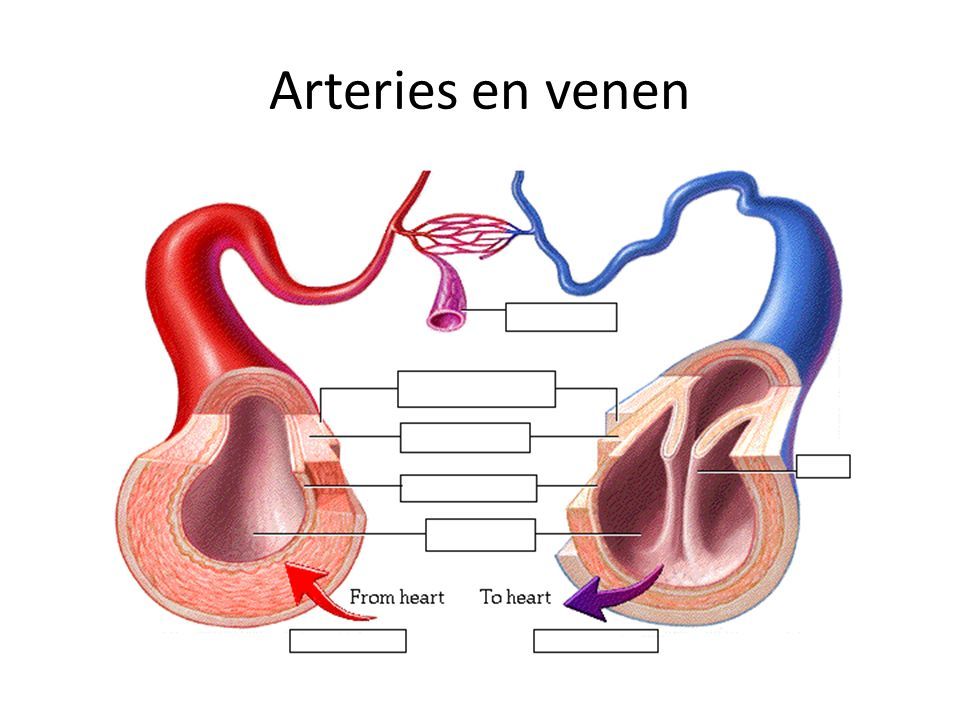 Arteries en venen