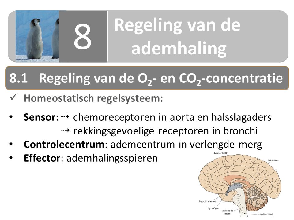 Regeling van de ademhaling 8 8 Homeostatisch regelsysteem: Sensor:  chemoreceptoren in aorta en halsslagaders  rekkingsgevoelige receptoren in bronchi Controlecentrum: ademcentrum in verlengde merg Effector: ademhalingsspieren 8.1Regeling van de O 2 - en CO 2 -concentratie