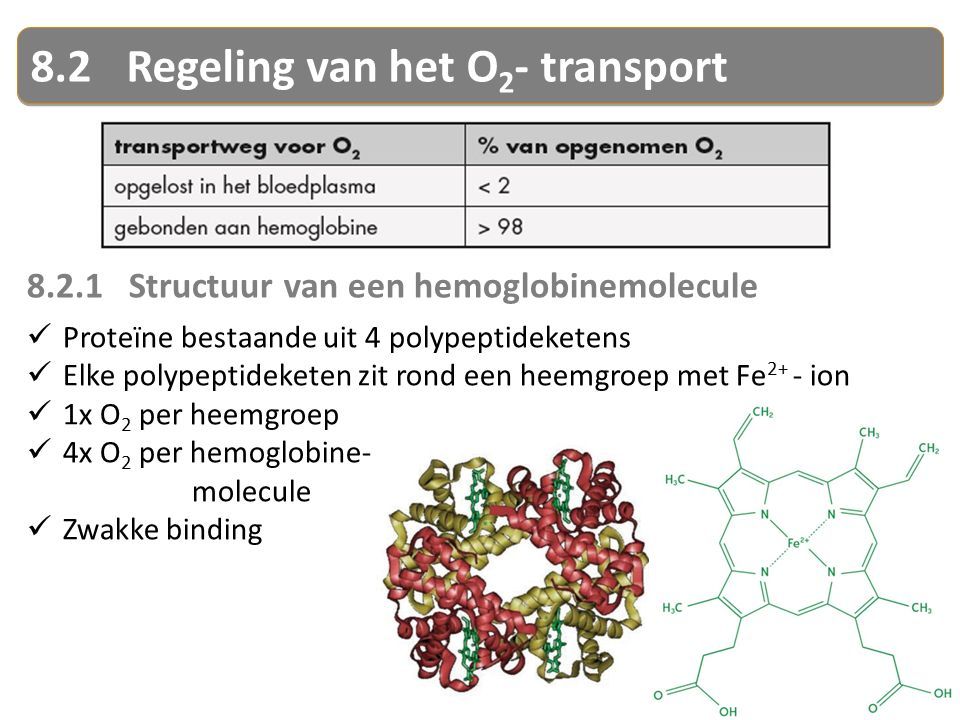 8.2Regeling van het O 2 - transport Structuur van een hemoglobinemolecule Proteïne bestaande uit 4 polypeptideketens Elke polypeptideketen zit rond een heemgroep met Fe 2+ - ion 1x O 2 per heemgroep 4x O 2 per hemoglobine- molecule Zwakke binding
