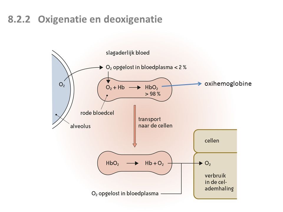 8.2.2 Oxigenatie en deoxigenatie oxihemoglobine