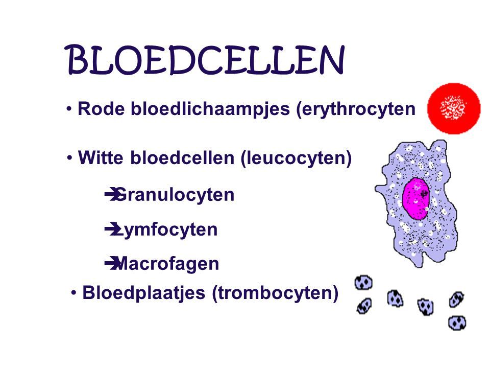 Rode bloedlichaampjes (erythrocyten) Witte bloedcellen (leucocyten) Bloedplaatjes (trombocyten)  Granulocyten  Lymfocyten  Macrofagen BLOEDCELLEN