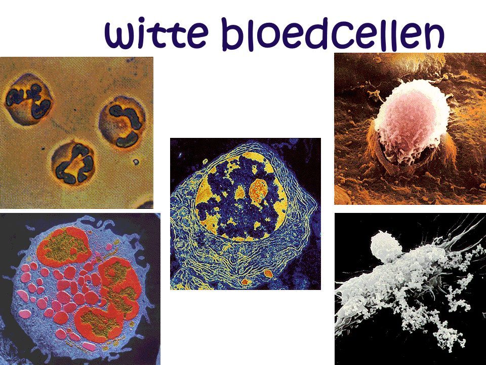 witte bloedcellen