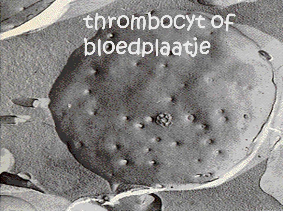 thrombocyt of bloedplaatje